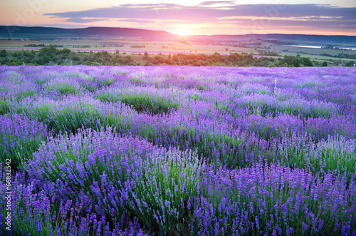 Canvas Print Meadow of lavender.