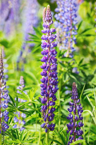 Lupines in violet growing i...