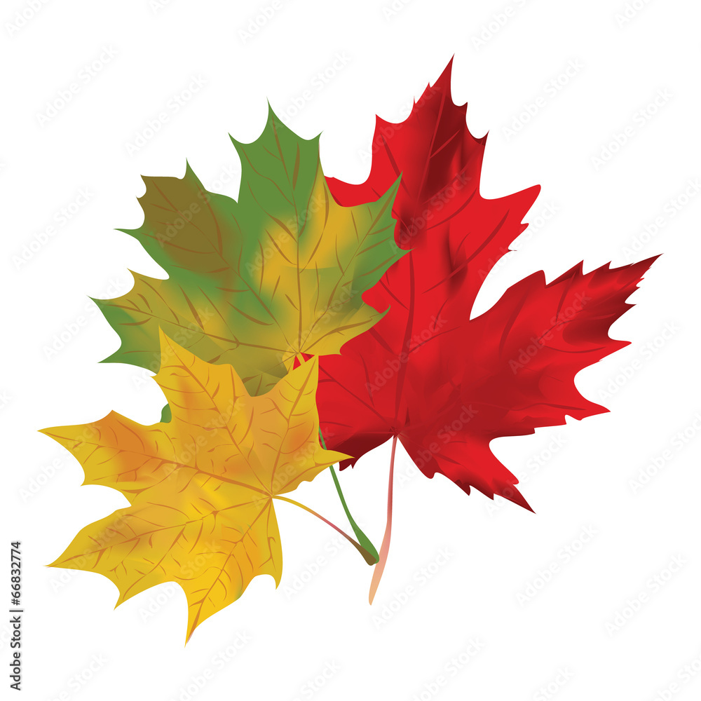 Fototapeta premium Autumn maple leaves on a white background. Red, green and yellow