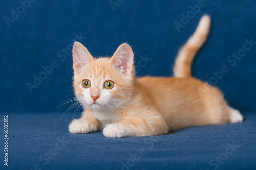 Red kitten on blue background