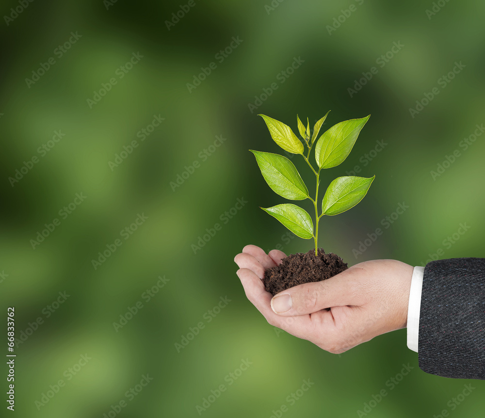 Sapling in hands