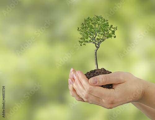 Tree in hands photo