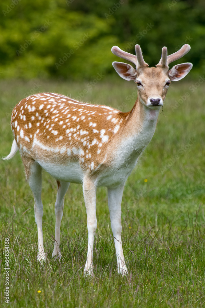 male deer on a meadow