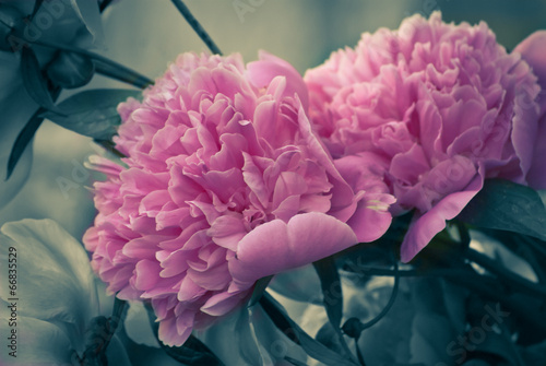 Pair of Peony flowers in garden