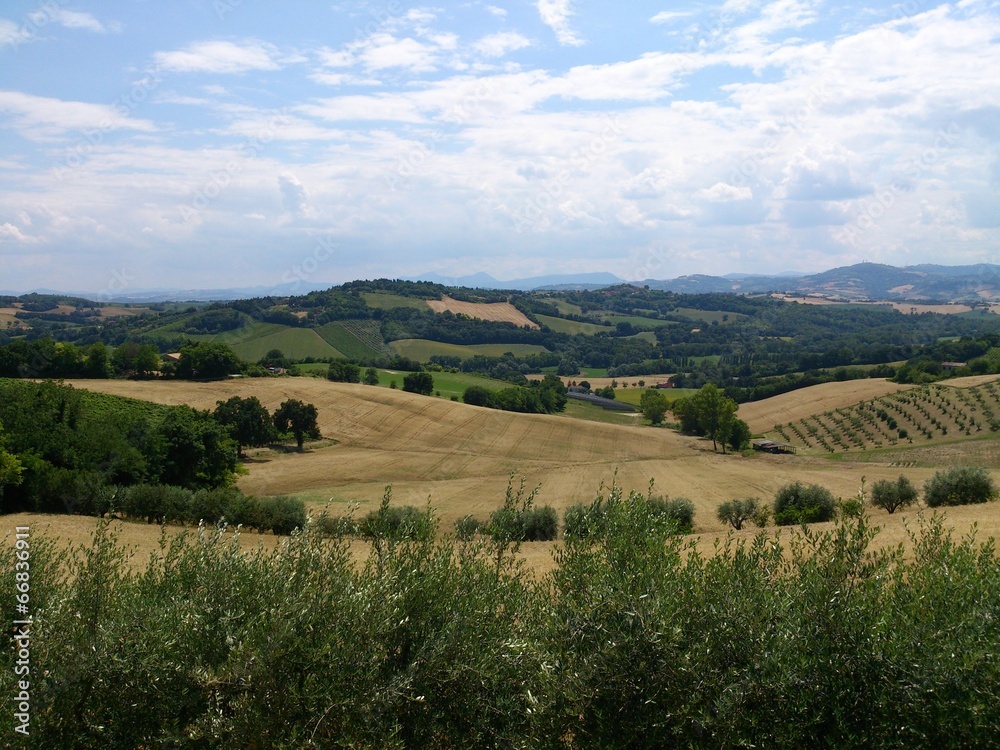 Fototapeta premium Colline Marchigiane