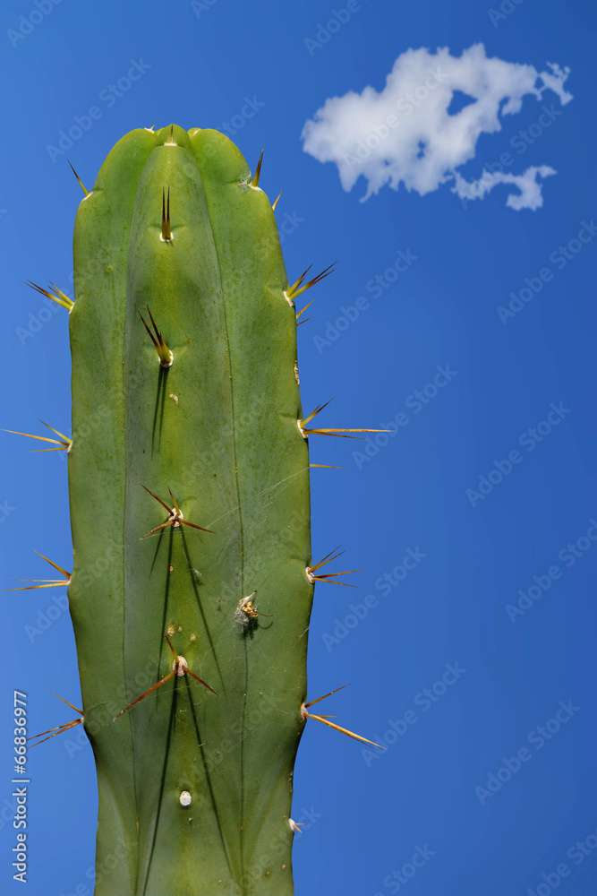 large cactus clouds erotic phallic image large cactus clouds erotic phallic image
