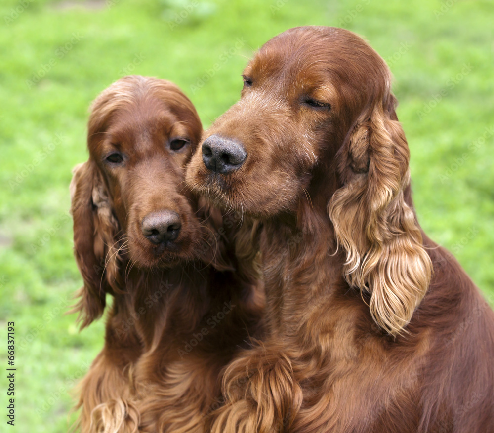 Irish Setter love