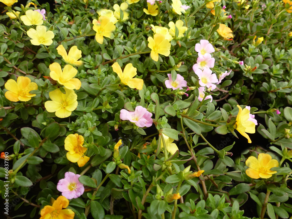portulaca portulaca