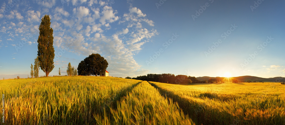 Summer wheat panorama