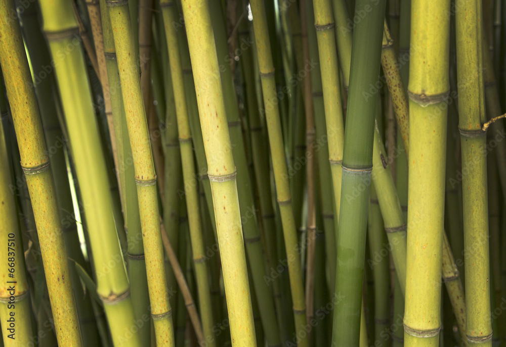 Fototapeta premium Bamboo