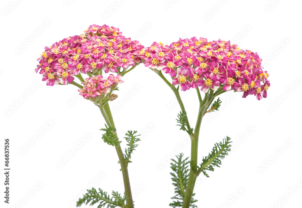 Fototapeta premium yarrow