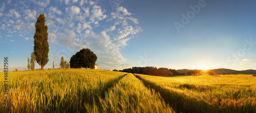Summer wheat panorama #66837506