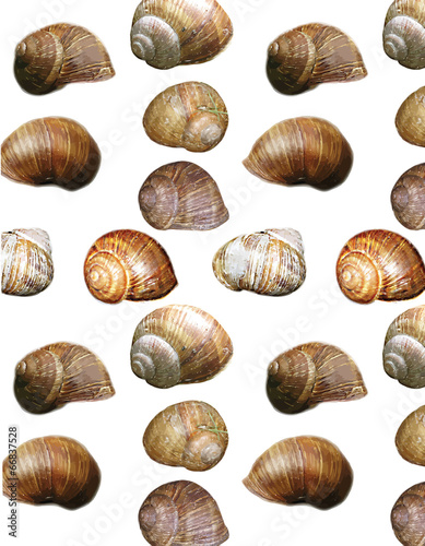 Seamless pattern of snails shells in natural colors