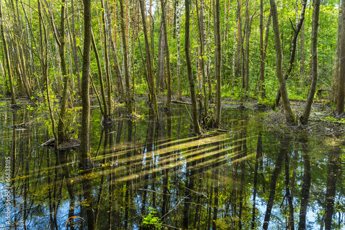 Seasonal flood in green forest reflected
