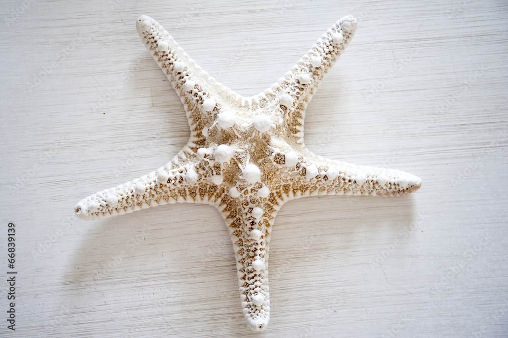 White starfish on a white wooden table
