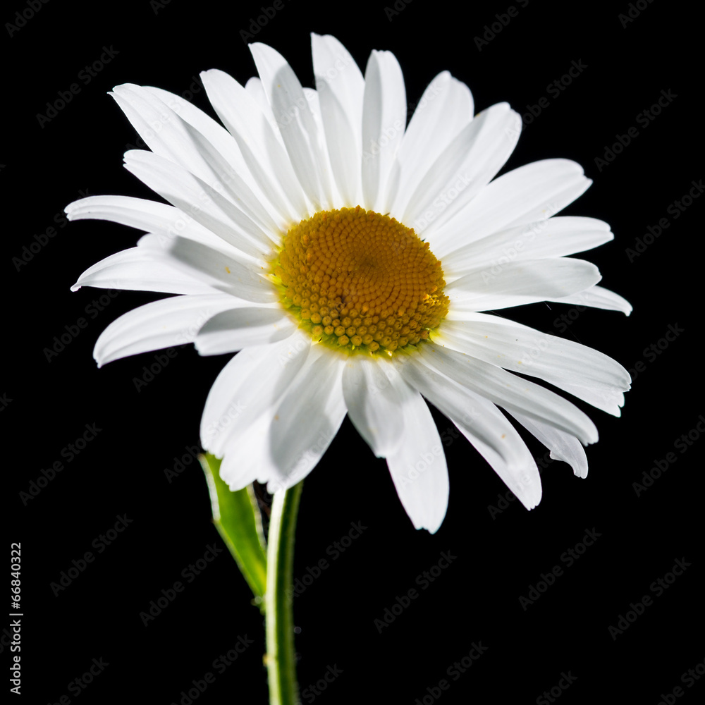 Naklejka premium Bright And Beautiful