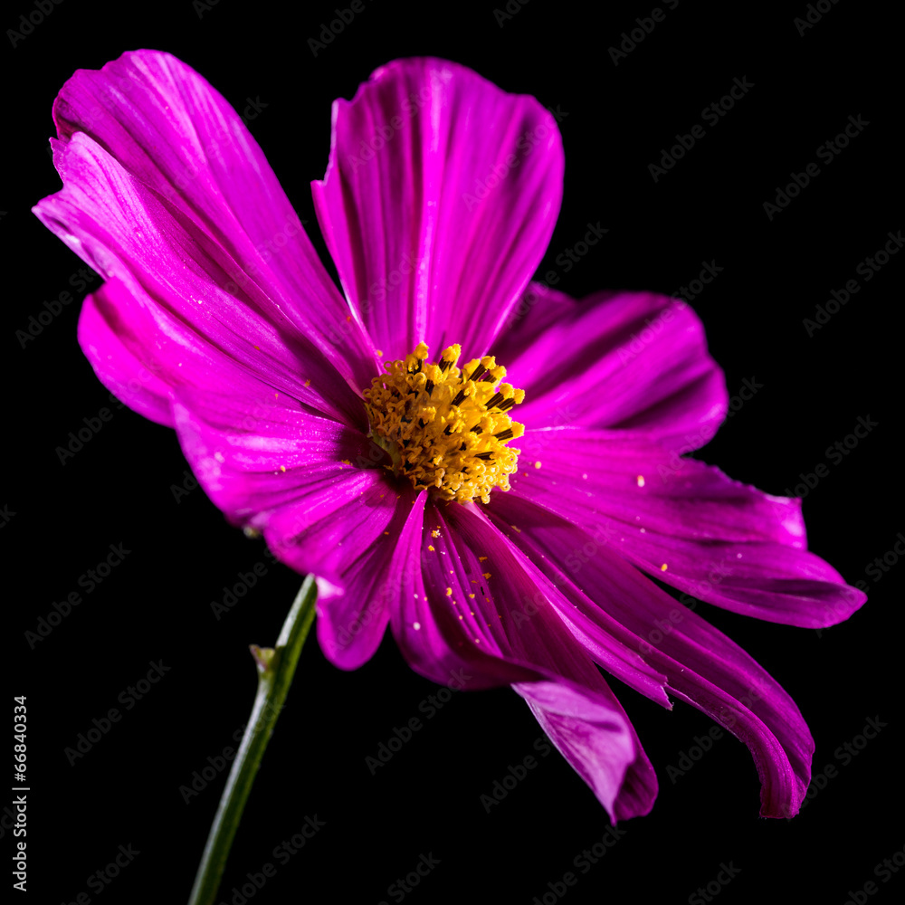 Obraz premium Cosmos