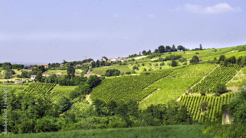 Vineyards, Oltrepo Pavese. Color image