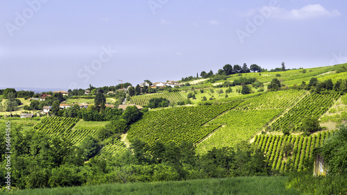 Vineyards, Oltrepo Pavese. Color image photo