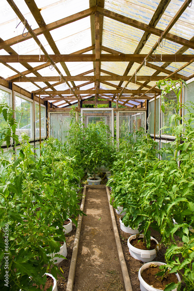 Tomaten im Gewächshaus Tomaten im Gewächshaus