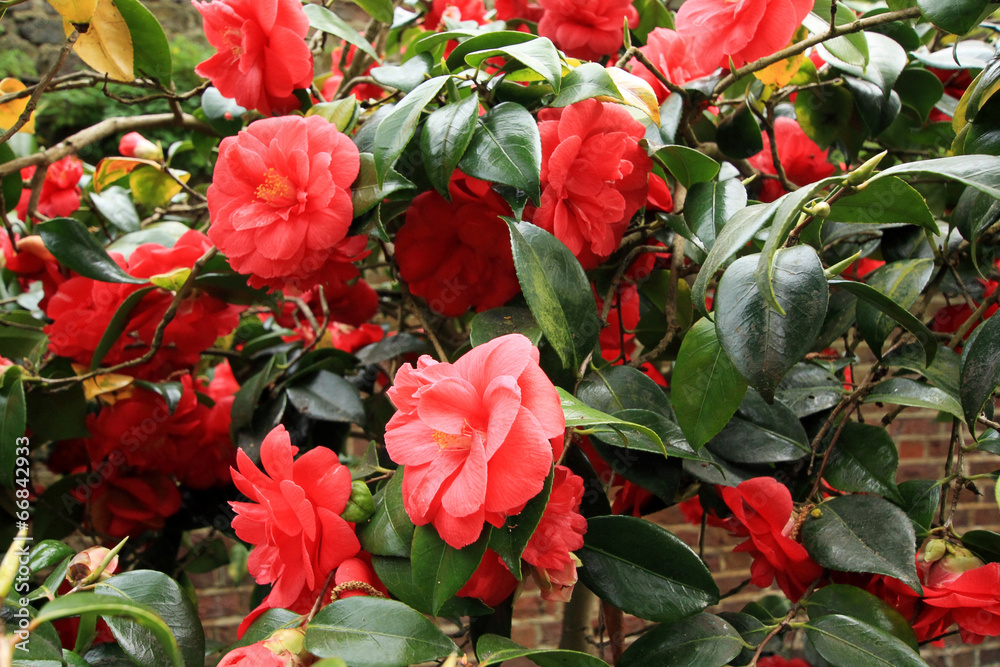 Red Camellia