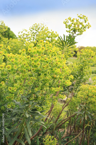 Wood Spurge - Euphorbia amygdaloides Two flower spikes