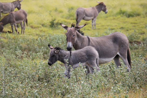 Quadro em tela Donkeys