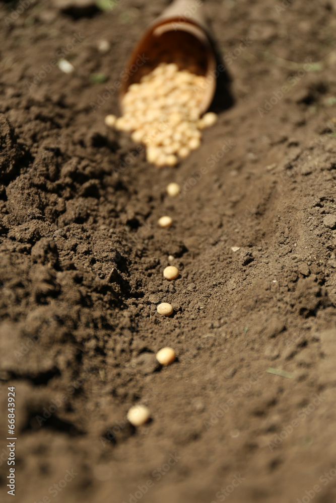 Sowing seeds into soil Sowing seeds into soil