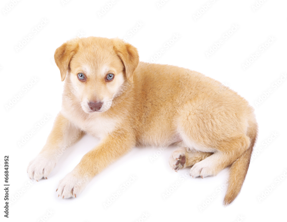 Little cute Golden Retriever puppy, isolated on white