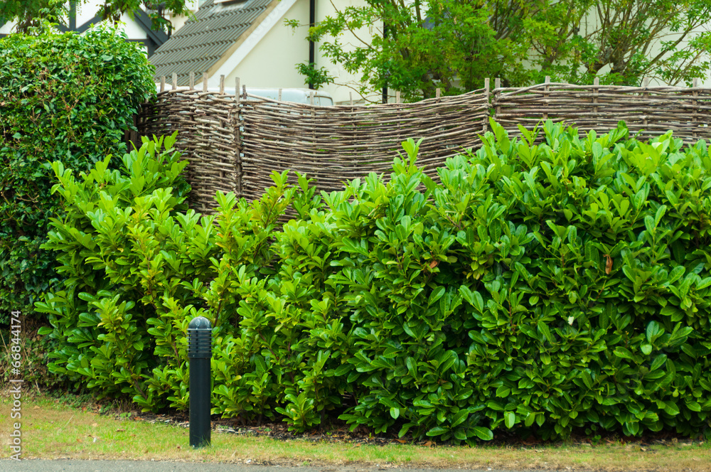Garden fence in countryside with an overgrown hedge Garden fence in countryside with an overgrown hedge