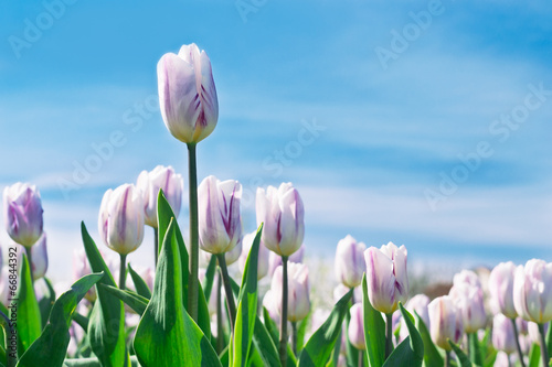 White Tulips
