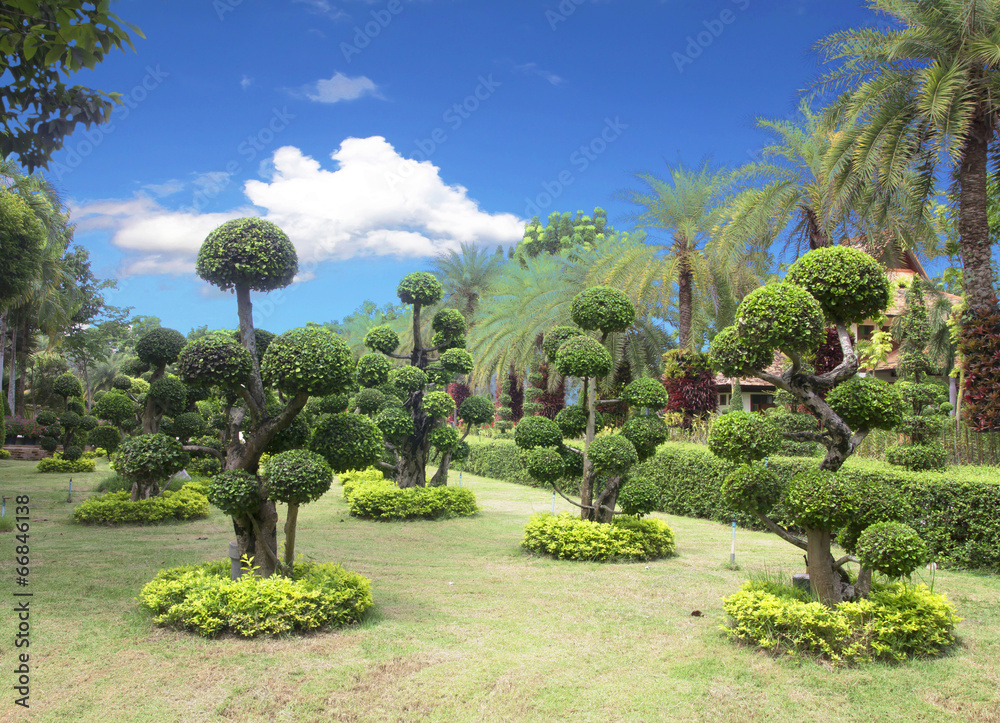 Obraz premium bonsai tree garden