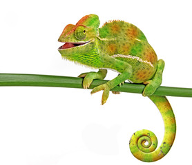 Handdoek met foto Kameleon Vrolijke kameleon met glimlach  © Vera Kuttelvaserova