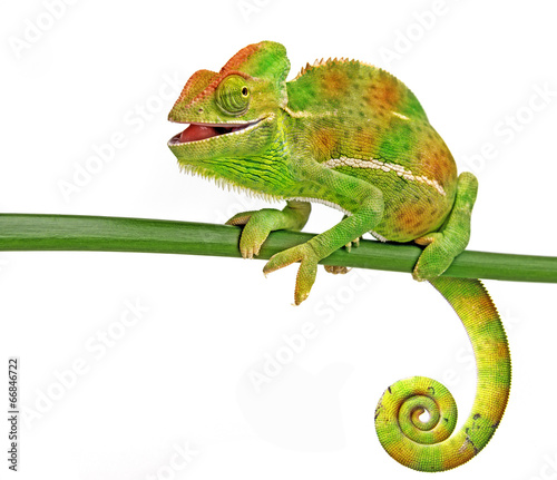 happy chameleon