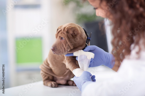 Fototapeta Naklejka Na Ścianę i Meble -  Shar Pei dog getting bandage after injury on his leg by a veteri