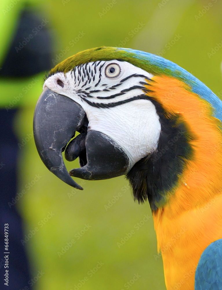 Obraz premium The macaw parrot
