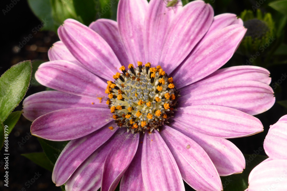 Obraz premium pink, purple flower