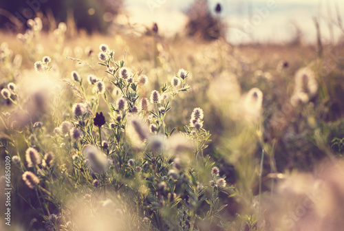 Meadow