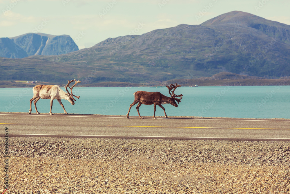Raindeer Stock Photo | Adobe Stock