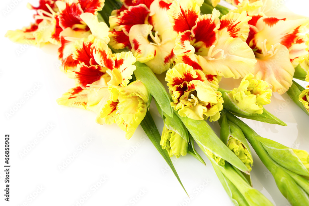 Red and yellow bright colorful gladiolus \ horizontal \ isolated