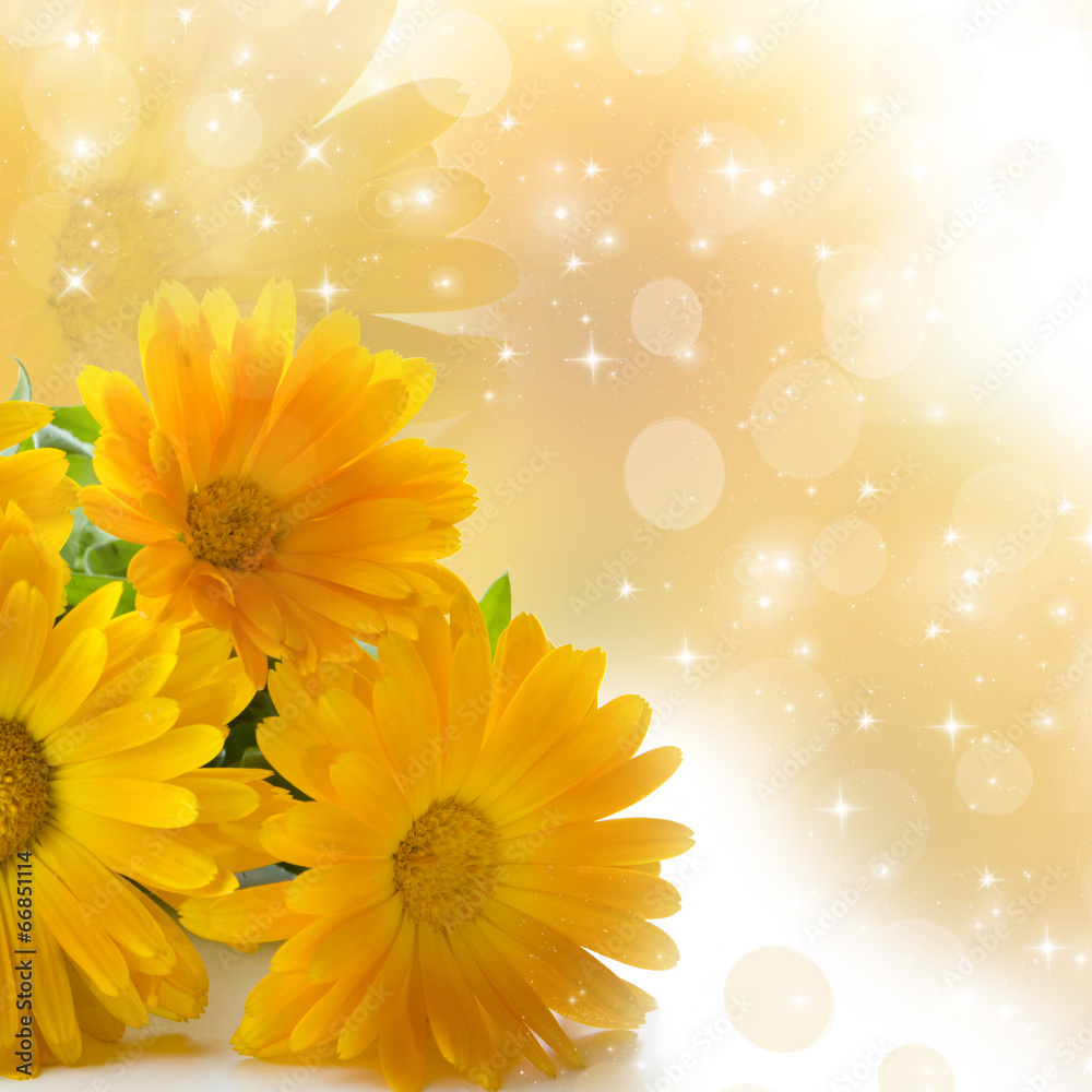 Fototapeta premium calendula