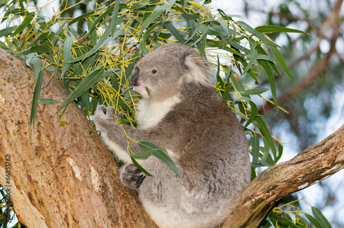 Fototapeta Naklejka Na Ścianę i Meble -  Koala in tree eating leaves