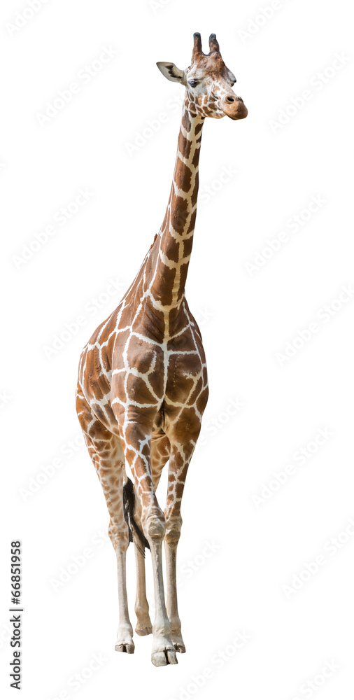 Obraz premium large giraffe isolated on white