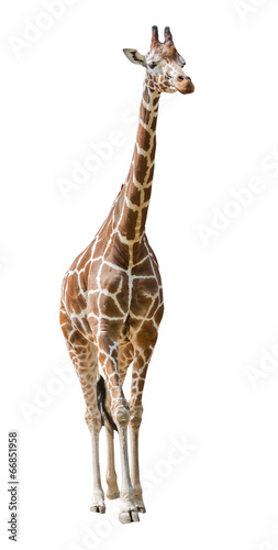 large giraffe isolated on white