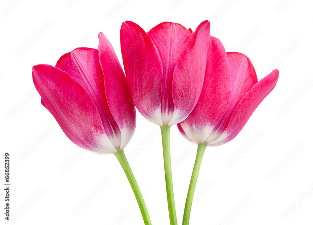 Pink tulip isolated Pink tulip isolated