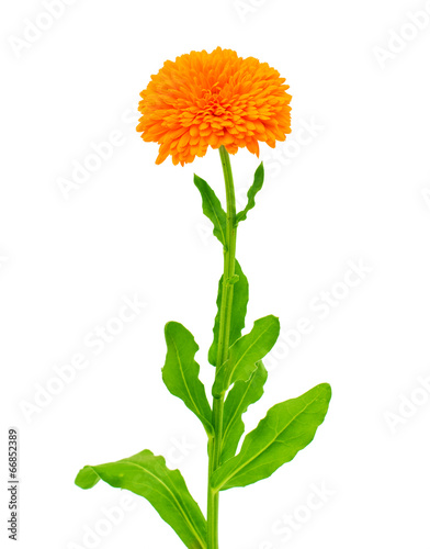 Fototapeta Naklejka Na Ścianę i Meble -  Marigold Flower
