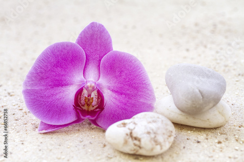 Orchid with zen stones in the sand