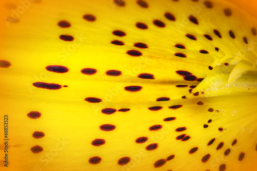 close up macro beautyful yellow lily
