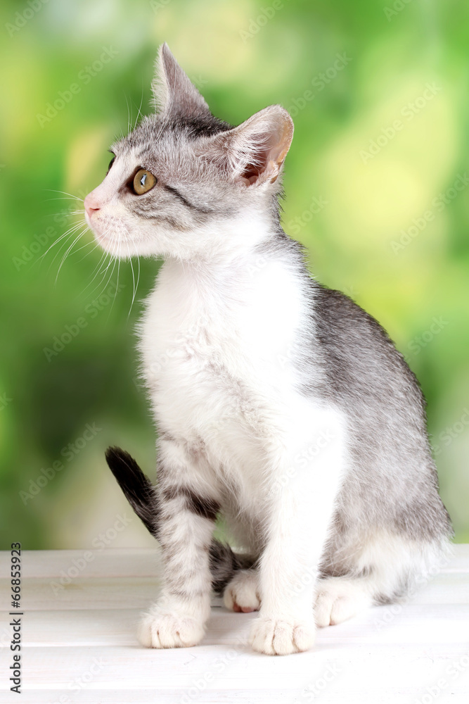 Small gray kitten on wooden table on natural background