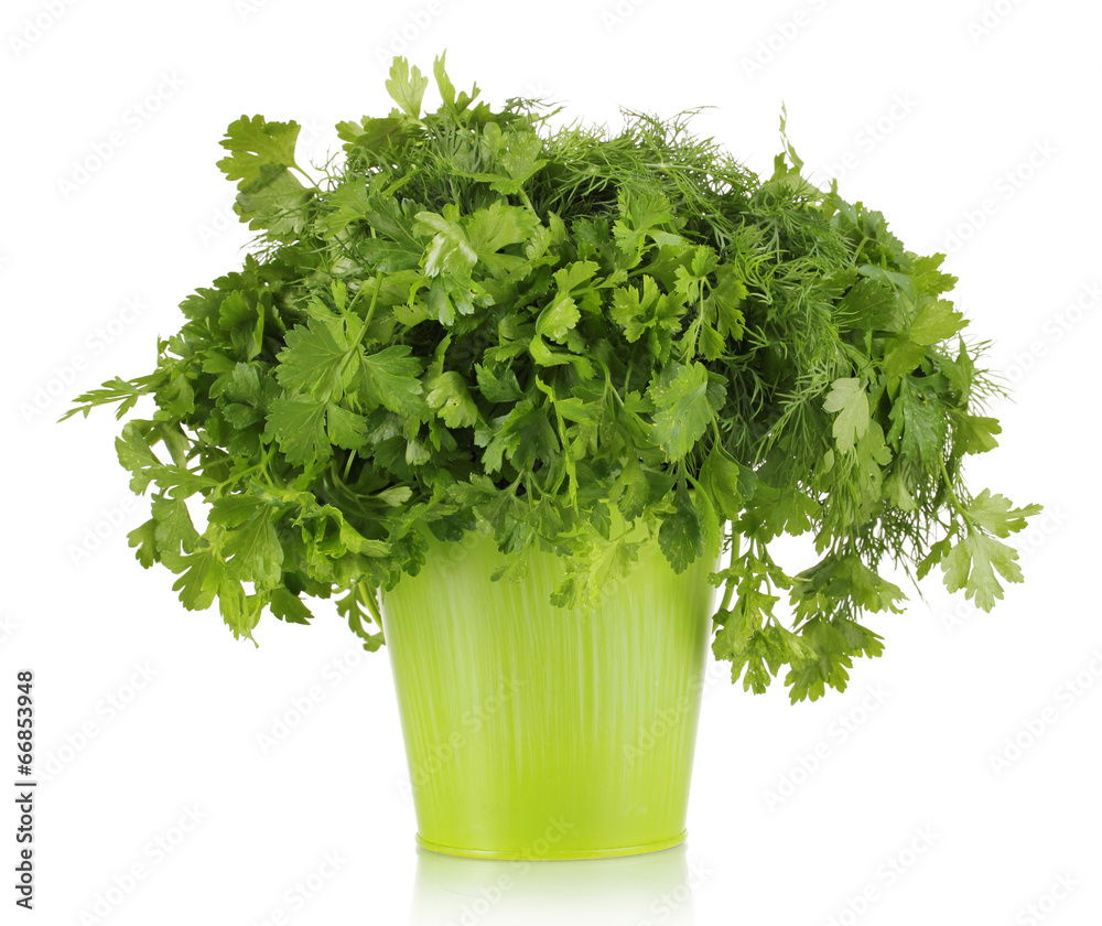 Colorful bucket with parsley and dill isolated on white Colorful bucket with parsley and dill isolated on white